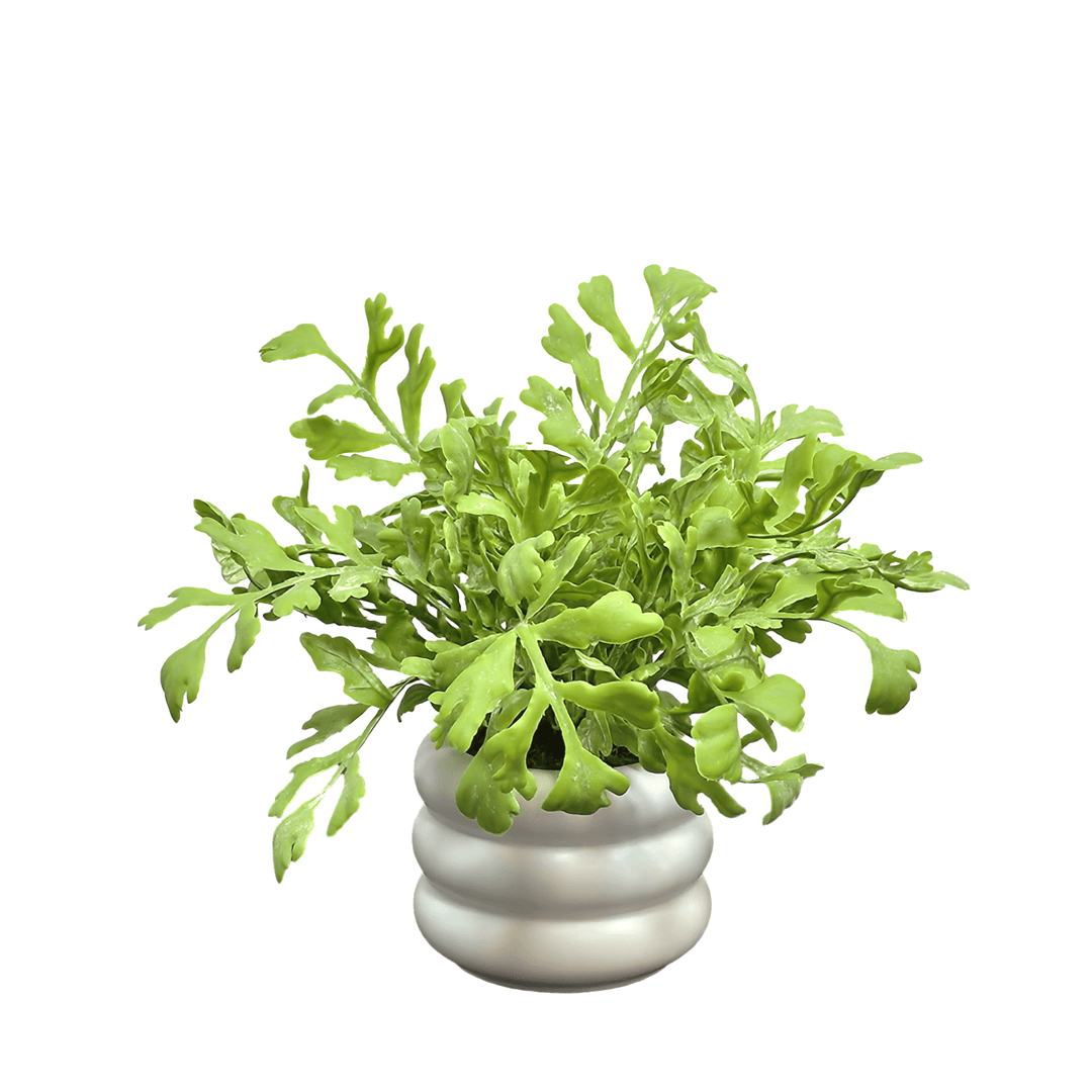 Miller Fern in Ribbed Round Ceramic 11"H - LDF Silk