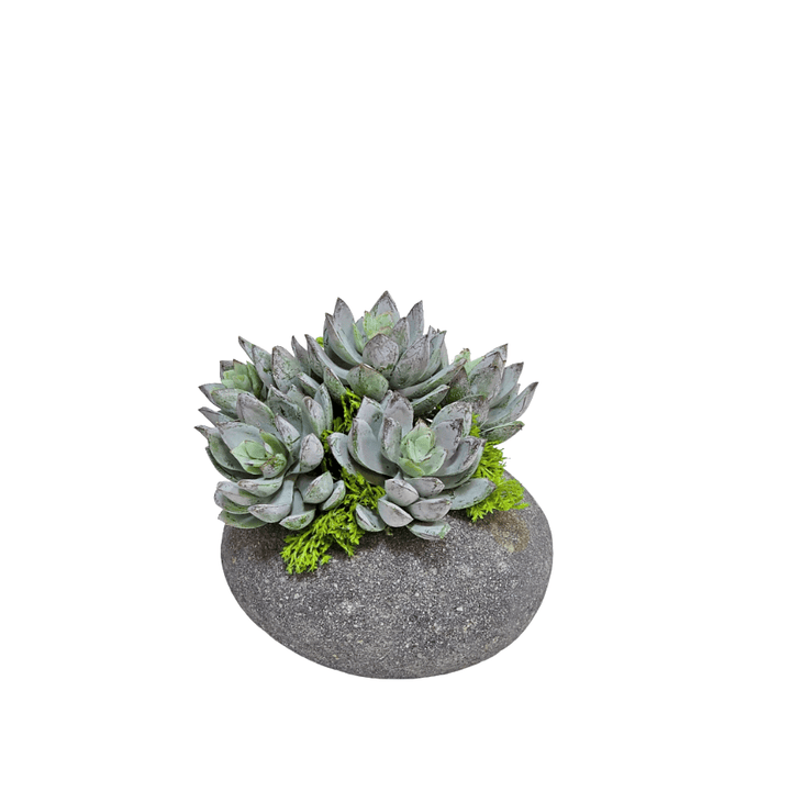 Mini Echeveria in Small Rock Pot 4.5"H - LDF Silk