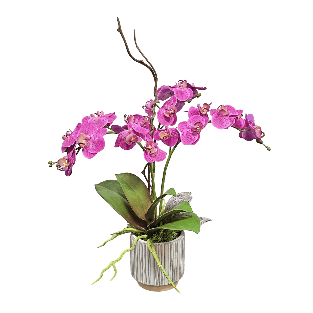 Mini Phalaenopsis Orchids in Ribbed Ceramic 21"H - LDF Silk
