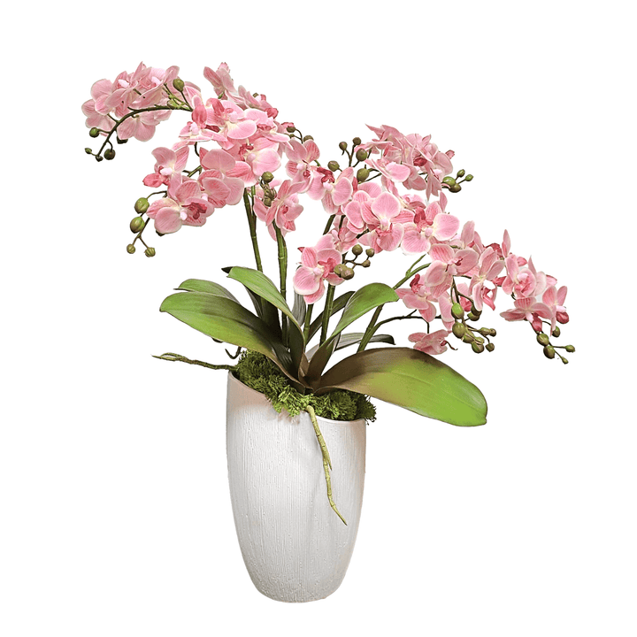 Mini Phalaenopsis Orchids in Textured Ceramic 23"H - LDF Silk