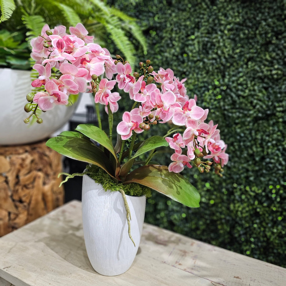 Mini Phalaenopsis Orchids in Textured Ceramic 23"H - LDF Silk
