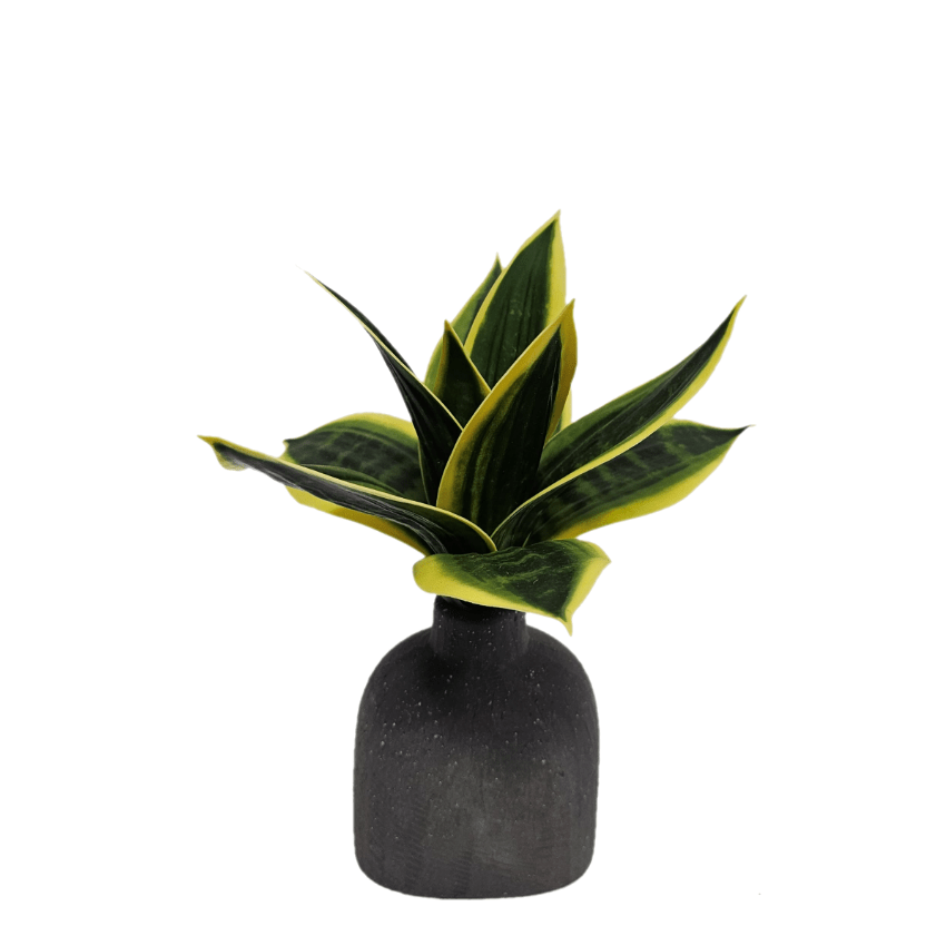 Mini Sansevieria in Ceramic FH: 9" - LDF Silk