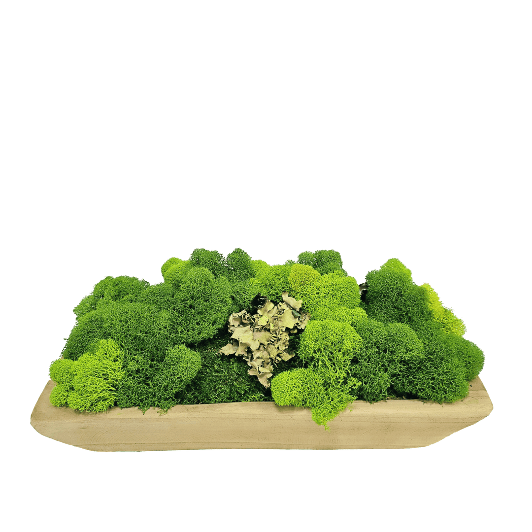 Mixed Preserved Mosses in Wood Rectangular Bowl 5"H - LDF Silk