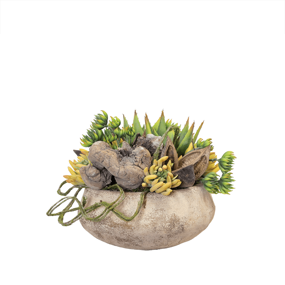 twig like succulent Mixed Succulents, Moss Twig, and Sora Pods in Rustic Bowl 13"H