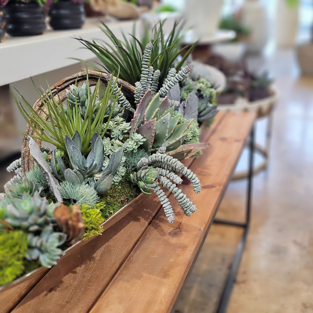 succulent curly Mixed Succulents with Curly Vine and Dried Mushrooms in Metal Boat. FH – LDF Silk
