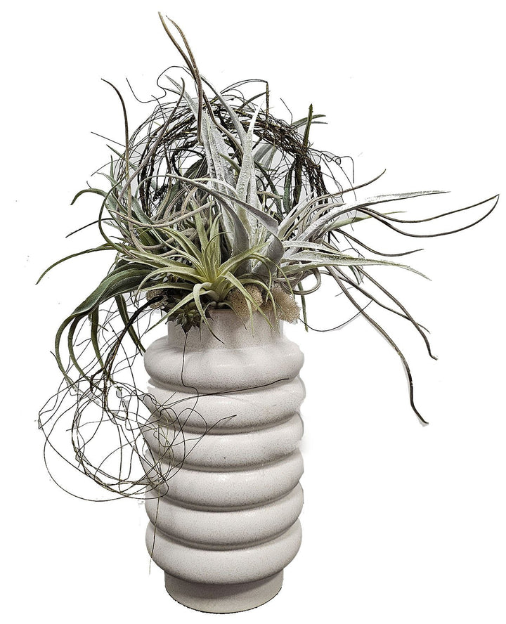 Mixed Tillandsia with Vine in Ceramic 21"H - LDF Silk