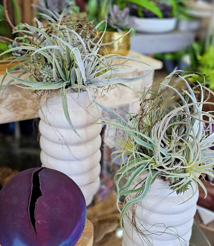 Mixed Tillandsia with Vine in Ceramic 21"H - LDF Silk