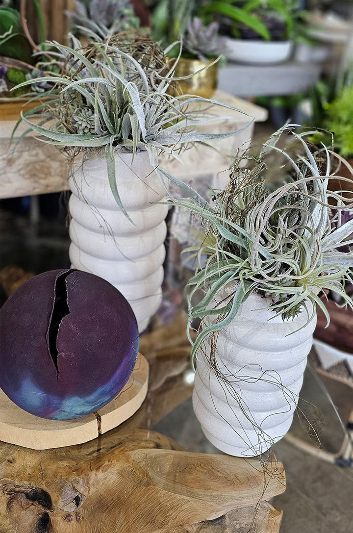 Mixed Tillandsia with Vine in Ceramic 25"H - LDF Silk