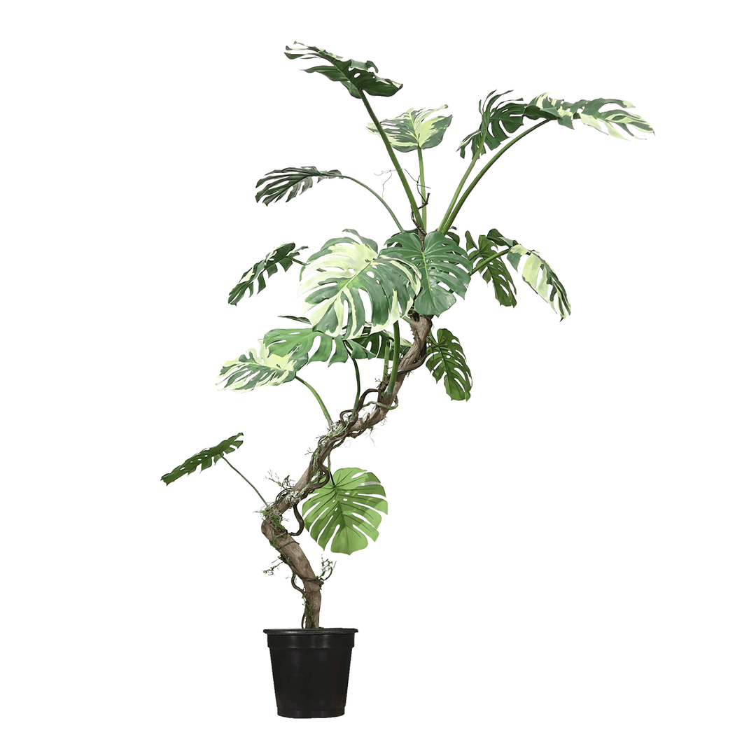 Monstera Plant in Grow Pot 8'H - LDF Silk