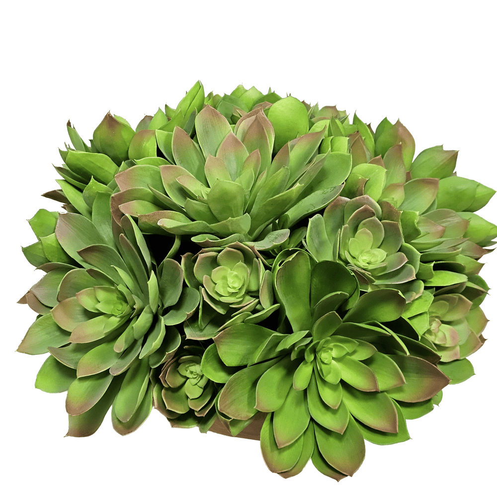 Mounded Echeveria in Wood Bowl 15"H - LDF Silk