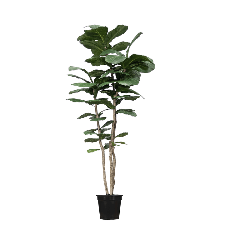 Multi - Trunk Skinny Fiddle Leaf in Grow Pot (Various Heights) - LDF Silk
