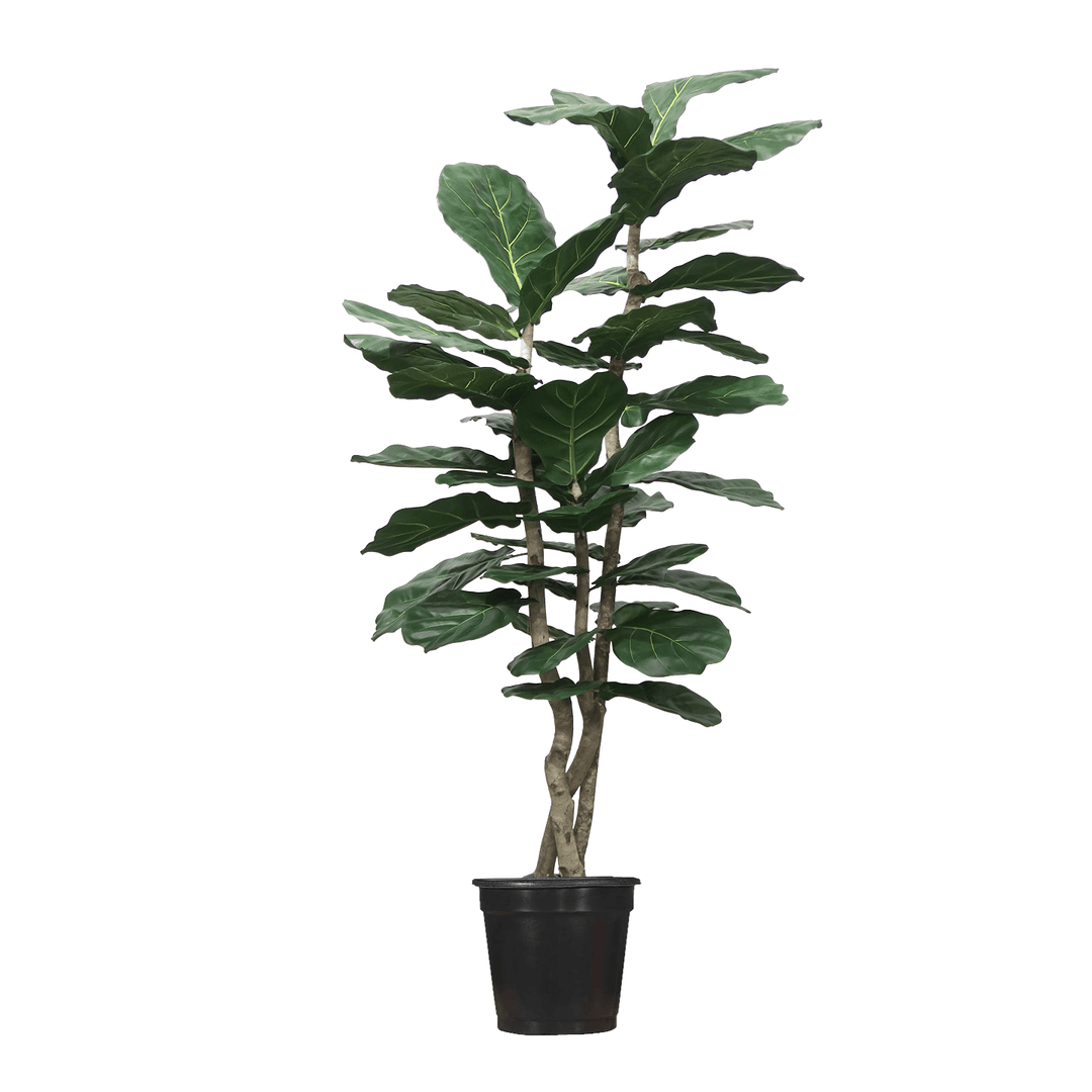 Multi - Trunk Skinny Fiddle Leaf in Grow Pot (Various Heights) - LDF Silk
