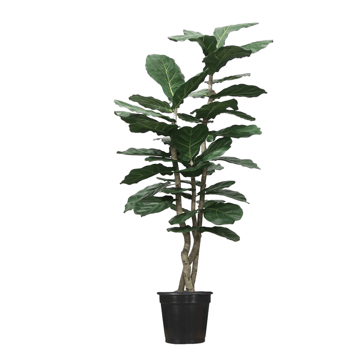 Multi - Trunk Skinny Fiddle Leaf in Grow Pot (Various Heights) - LDF Silk