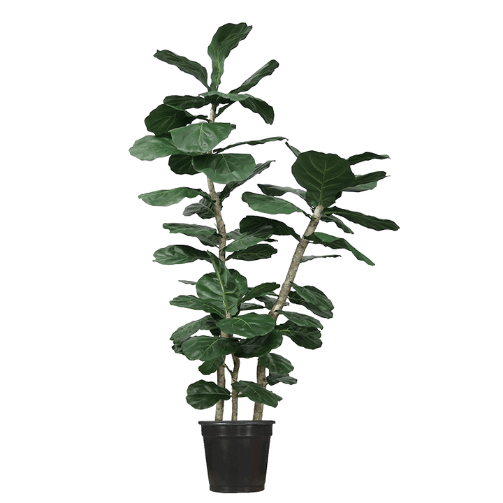 Multi - Trunk Skinny Fiddle Leaf in Grow Pot (Various Heights) - LDF Silk