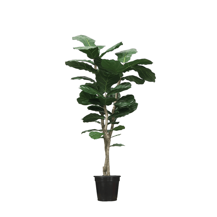 Multi - Trunk Skinny Fiddle Leaf in Grow Pot (Various Heights) - LDF Silk