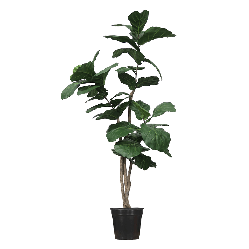 Multi - Trunk Skinny Fiddle Leaf in Grow Pot (Various Heights) - LDF Silk