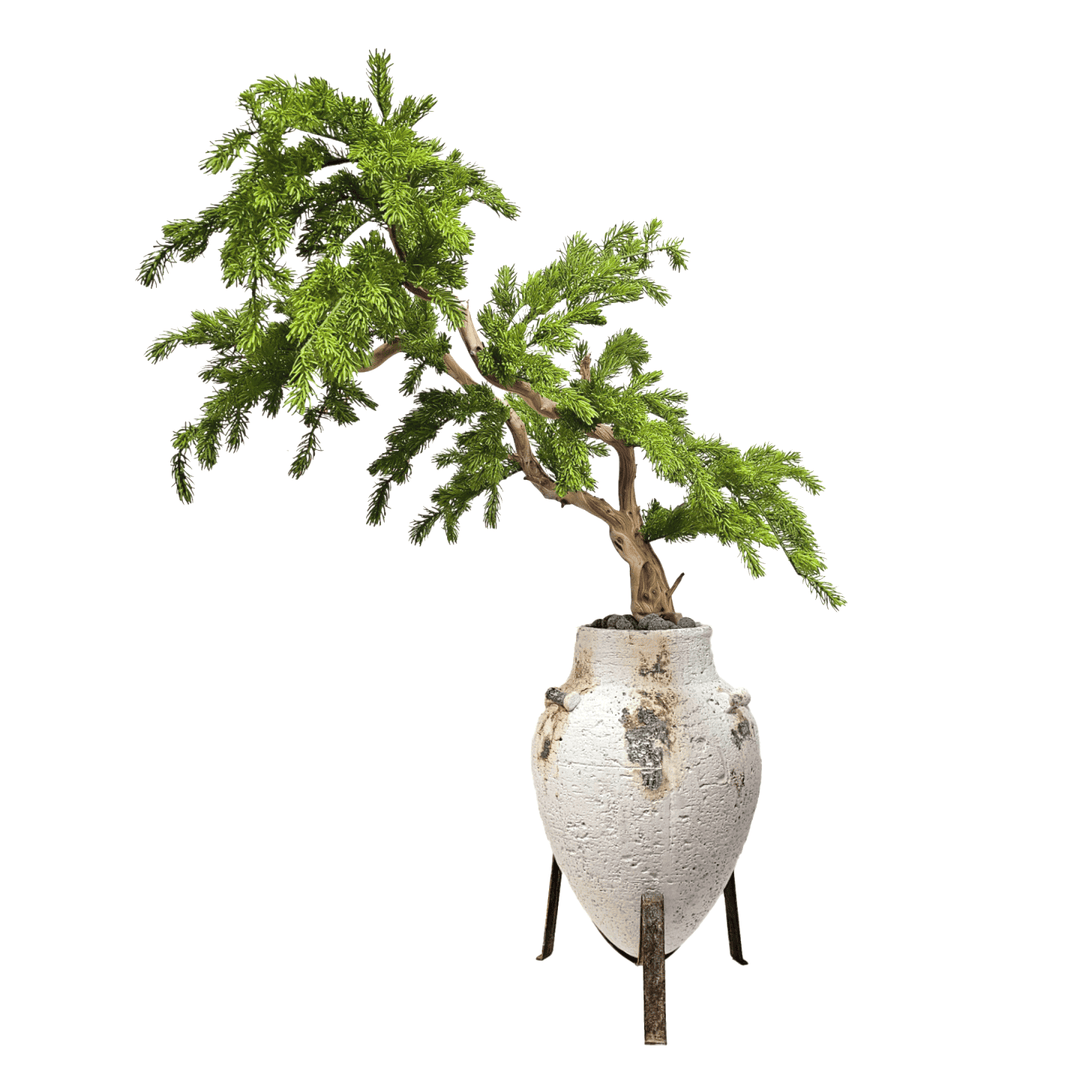Norfolk Pine Bonsai on Manzanita Branch in Clay Pot on Stand - LDF Silk
