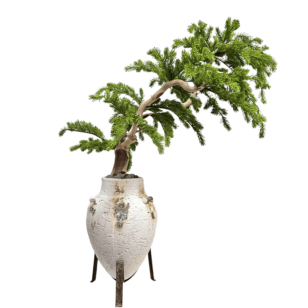 Norfolk Pine Bonsai on Manzanita Branch in Clay Pot on Stand - LDF Silk