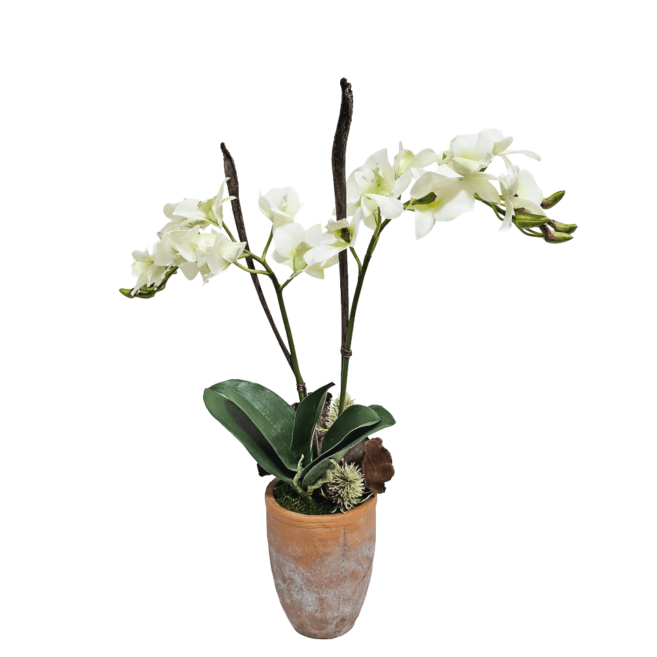 Orchid, Orchid Leaf, Calice, and Thistle in Terracotta Pot. 23"H - LDF Silk