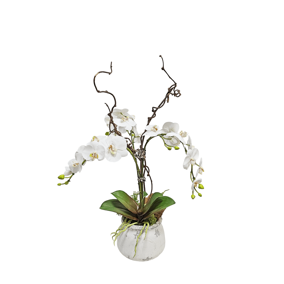 Orchids, Orchid Leaves, Reindeer Moss, Sponge Mushroom, and Kiwi Branches in Aged Pot. 27"H - LDF Silk