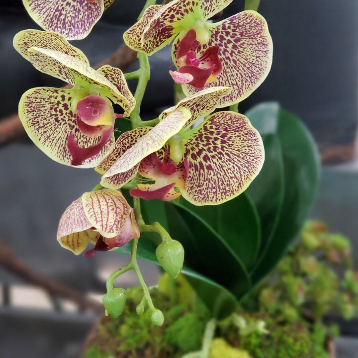 Orchids with Leaves and Sedum in Bowl 33"H - LDF Silk