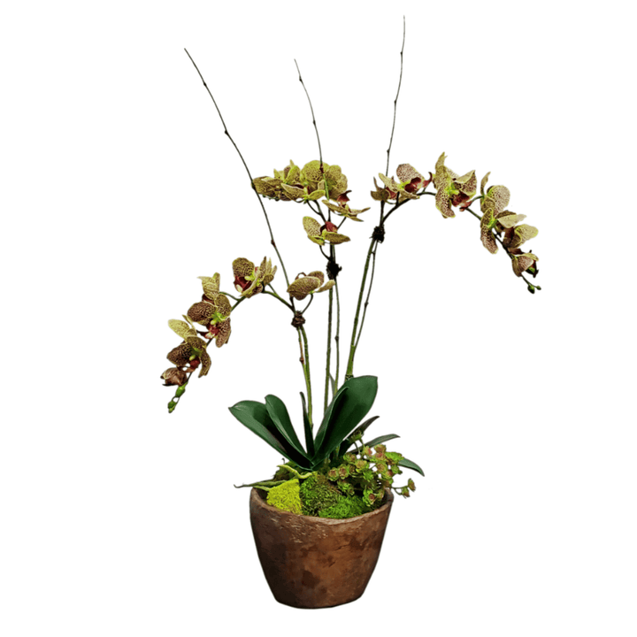 Orchids with Leaves and Sedum in Bowl 33"H - LDF Silk