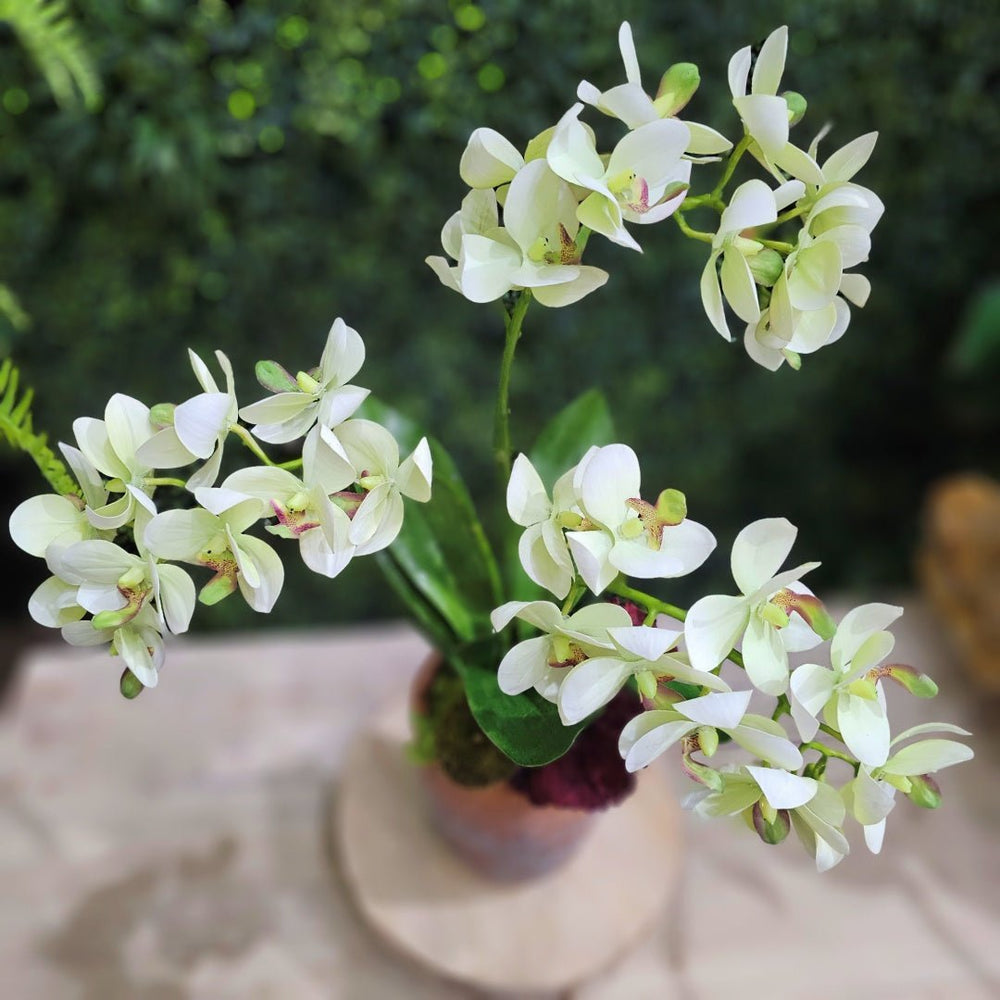 Orchids with Mushroom in Terra Cotta 19"H - LDF Silk