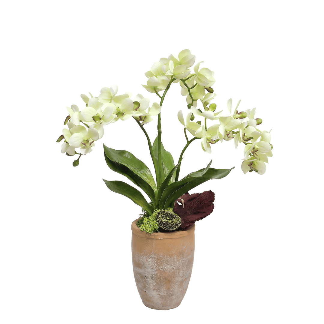 Orchids with Mushroom in Terra Cotta 19"H - LDF Silk