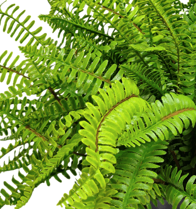 Outdoor Boston Fern in Grow Pot 21" H - LDF SilkArtificial Flora
