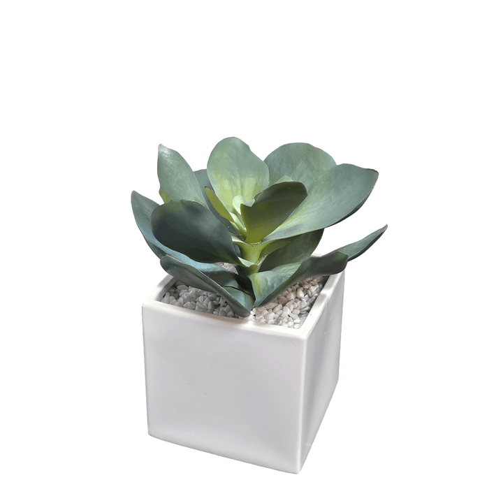 Outdoor Broad Leaf Succulent in Ceramic Pot. 11"H - LDF Silk