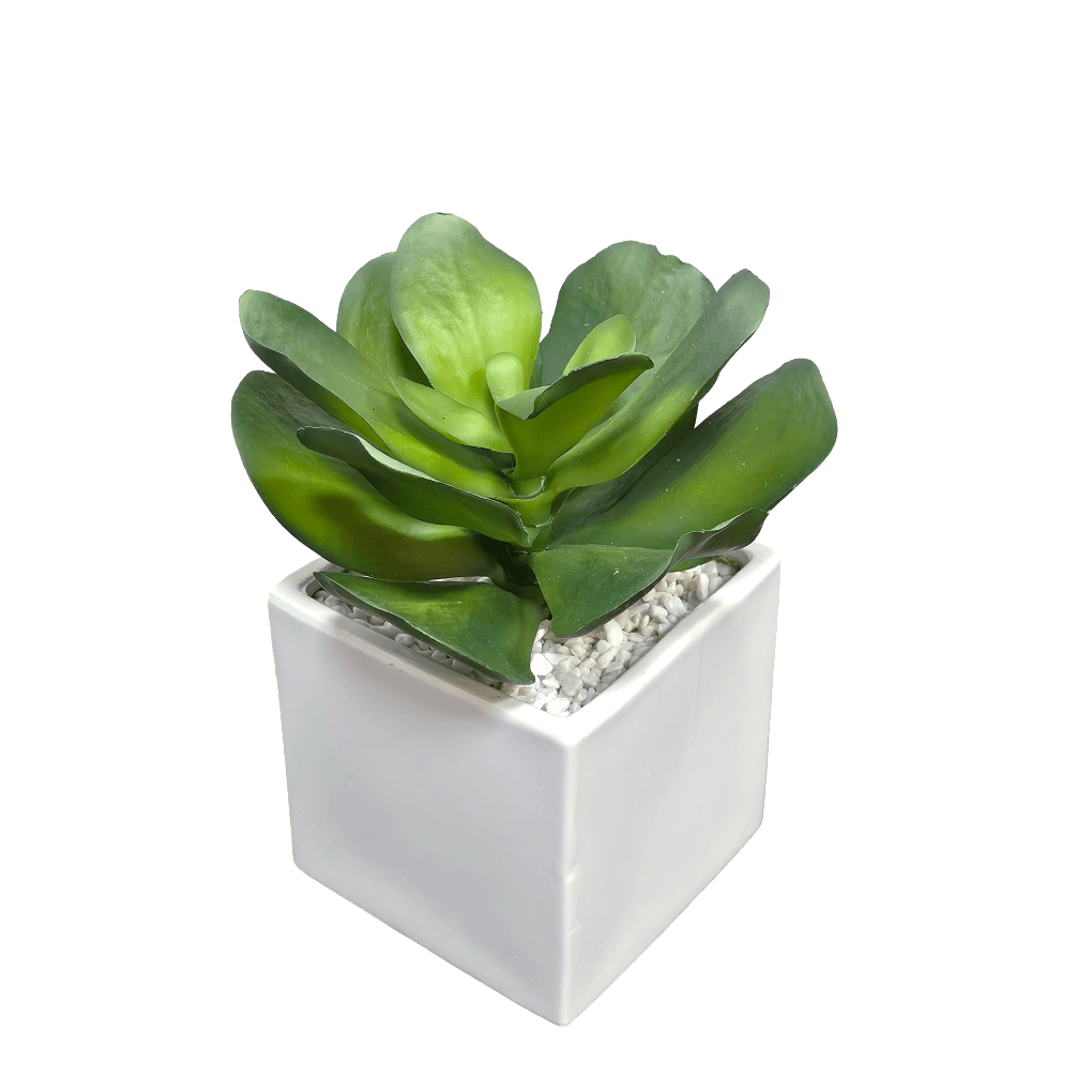 succulent in square pot Outdoor Broad Leaf Succulent in Ceramic Pot 11"H