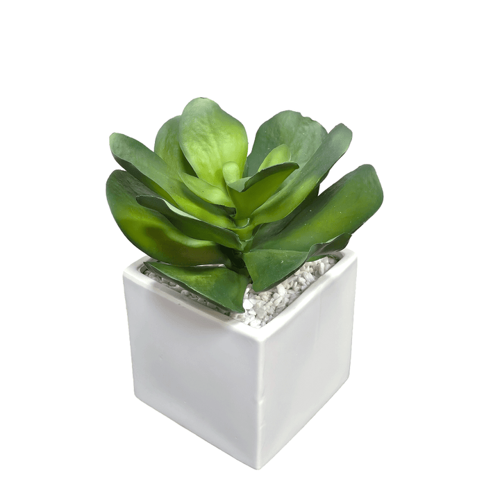 Outdoor Broad Leaf Succulent in Ceramic Pot. 11"H - LDF Silk