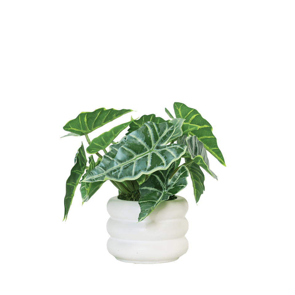 Outdoor Caladium Hortulanum Plant in Ceramic 9"H - LDF Silk