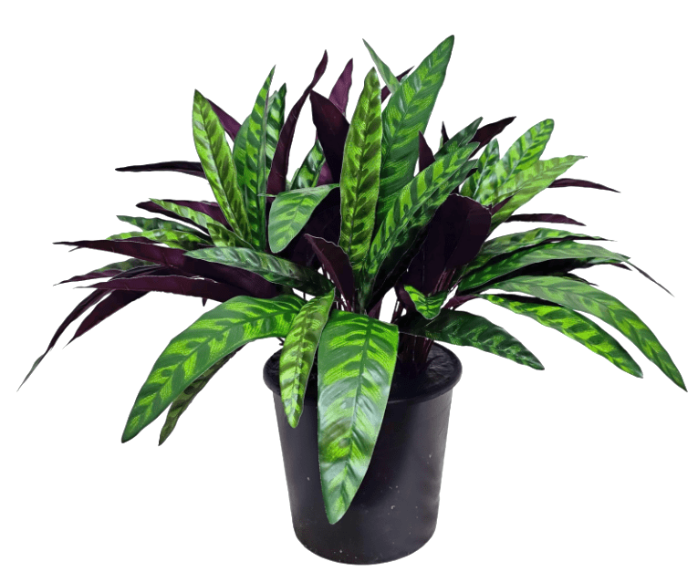 Outdoor Calathea in Grow Pot - Large 23"H X 28"DIA - LDF Silk