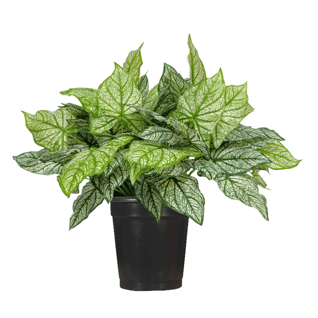 can you plant caladiums in a pot Outdoor Calladium in Grow Pot 24"H – LDF Silk
