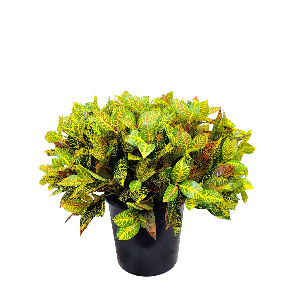 bushy outdoor pot plants Outdoor Croton Bush in Grow Pot 18"H – LDF Silk
