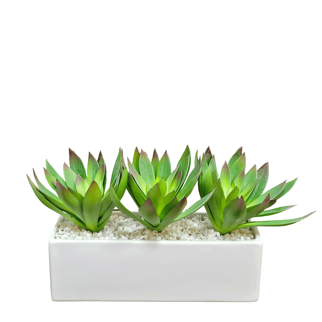 succulents in rectangular pot Outdoor Echeveria Succulents in Ceramic Planter. 7.5"H – LDF Silk