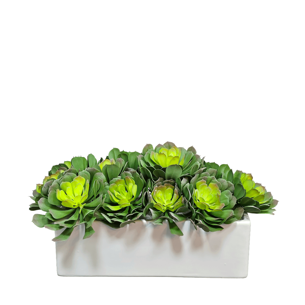 succulents in rectangular pot Outdoor Echeveria Succulents in Planter. 7.75"H – LDF Silk