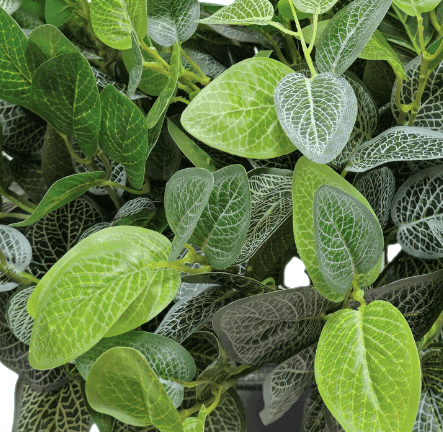 Outdoor Fittonia in Grow Pot 23"H - LDF SilkArtificial Flora