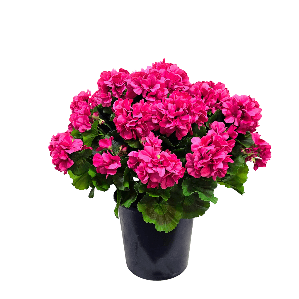 bright pink plant pots Outdoor Geranium in Grow Pot 21"H – LDF Silk