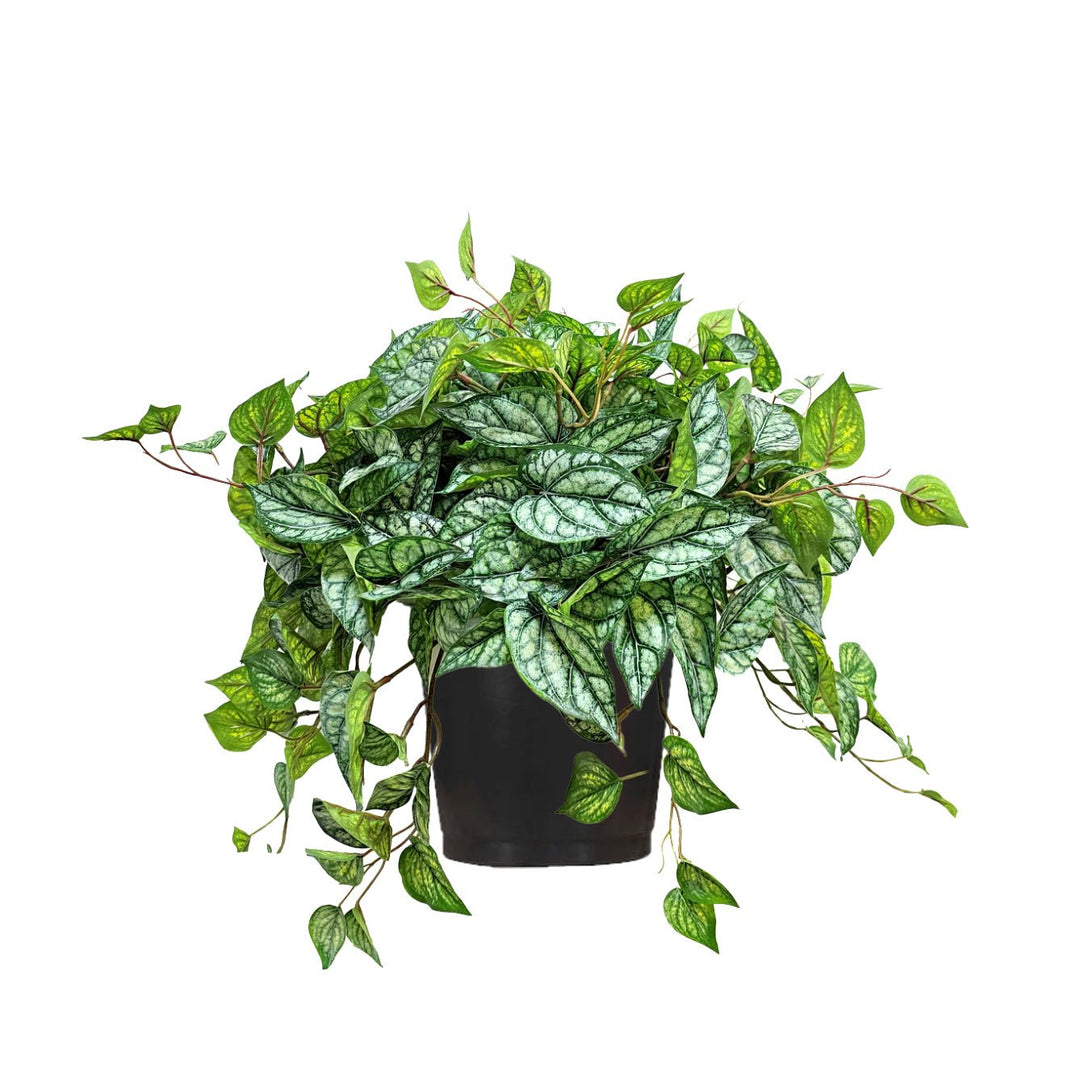 Outdoor Pepperomia Plant in Grow Pot 22"H - LDF Silk