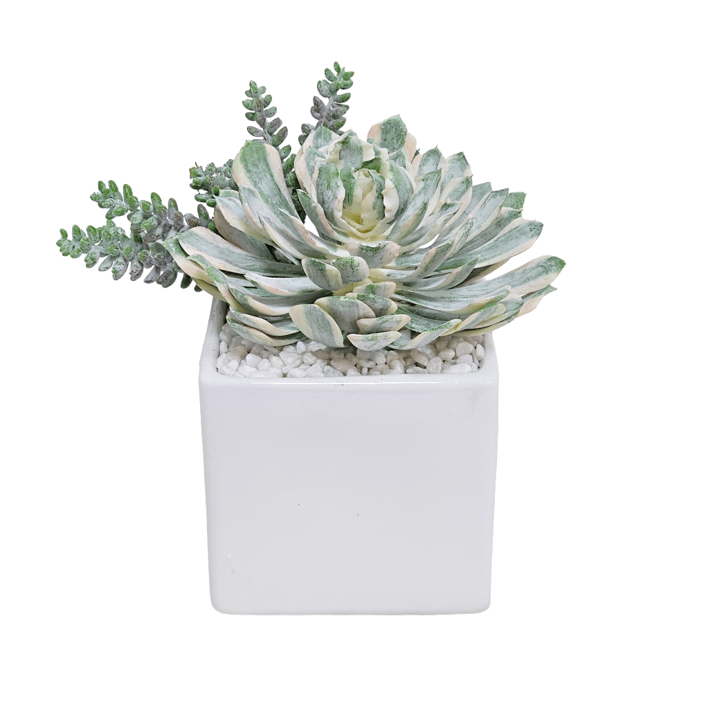 Outdoor Succulent and Burrow Tail in Square Ceramic 7.5"H x 7"W x 6"D - LDF Silk