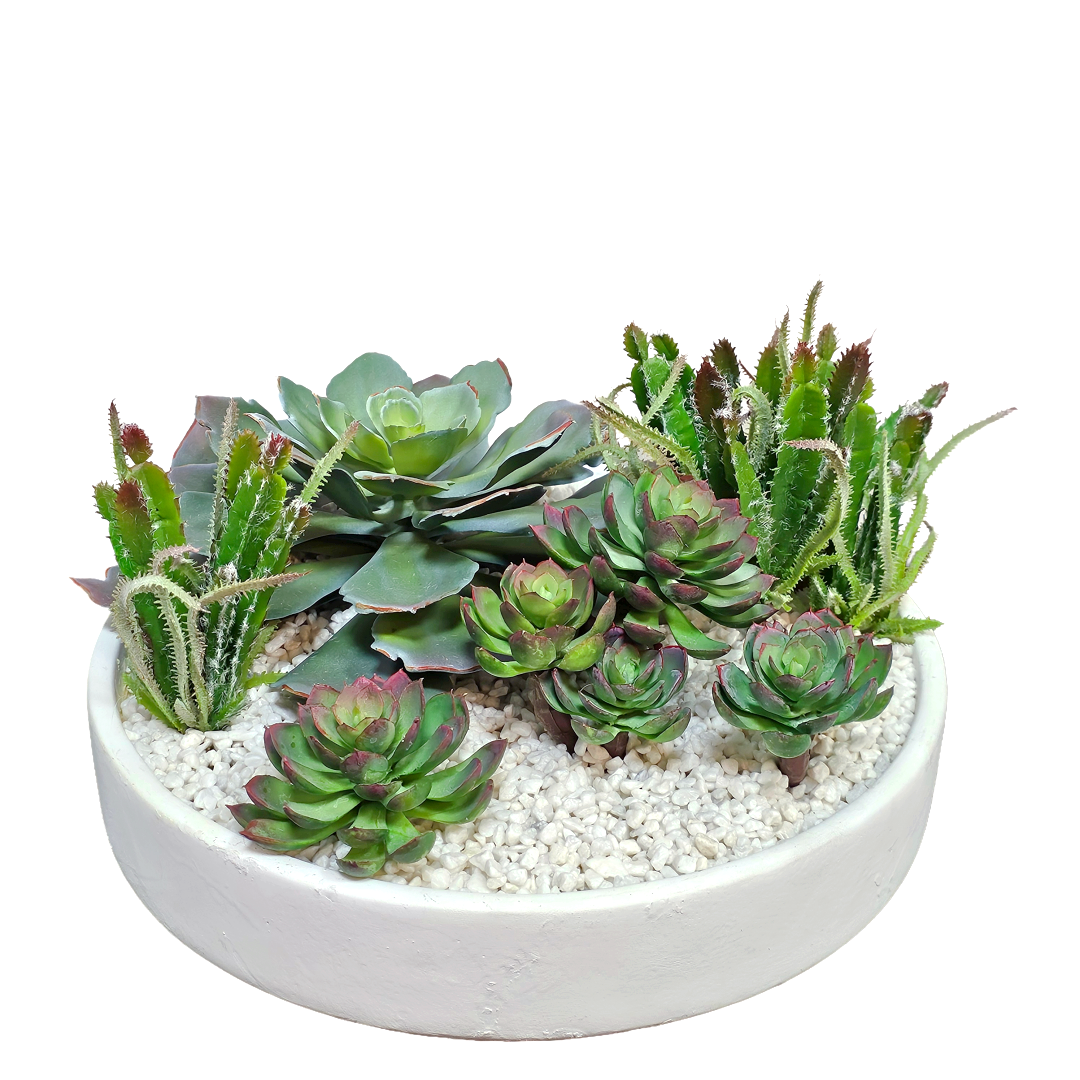 purchase succulent plants Outdoor Succulent, Cactus, and Triple Spoon Succulent in Bowl. 10"H – LDF Silk