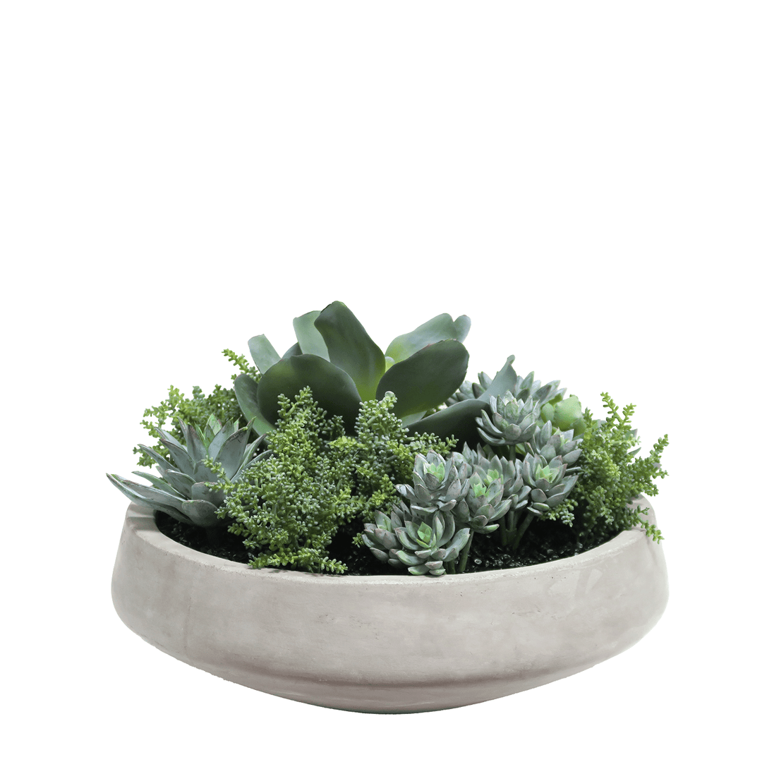 Outdoor Succulent Mix in Concrete Bowl 12"H - LDF Silk