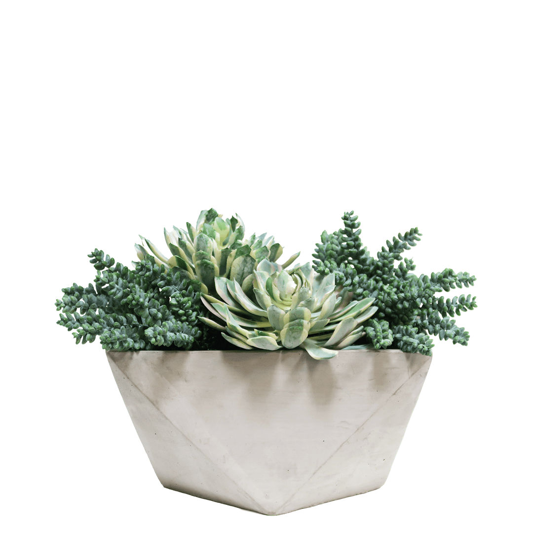 Outdoor Succulent Mix in Geometric Concrete 9"H - LDF Silk