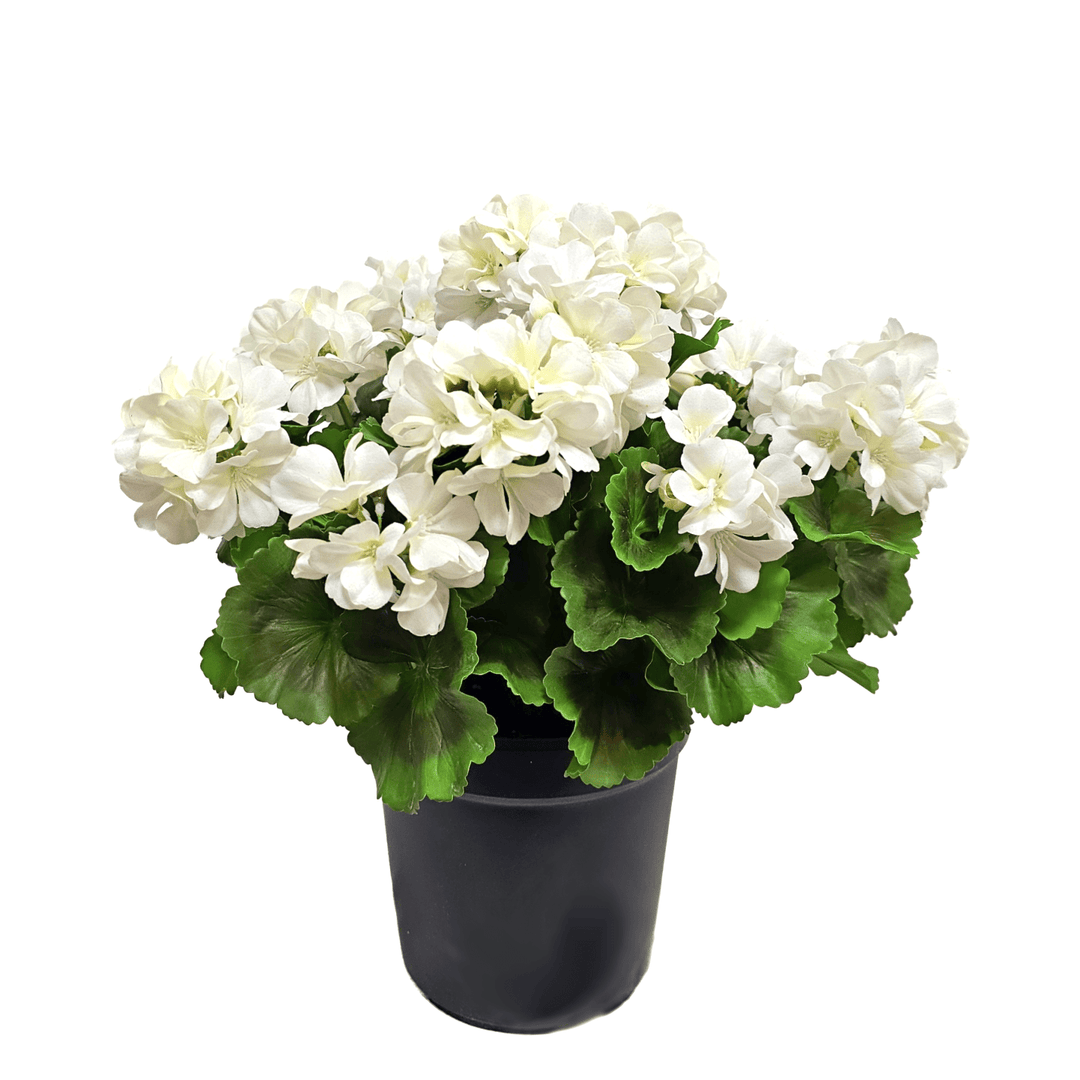 Outdoor White Geraniums in Grow Pot 17"H - LDF Silk