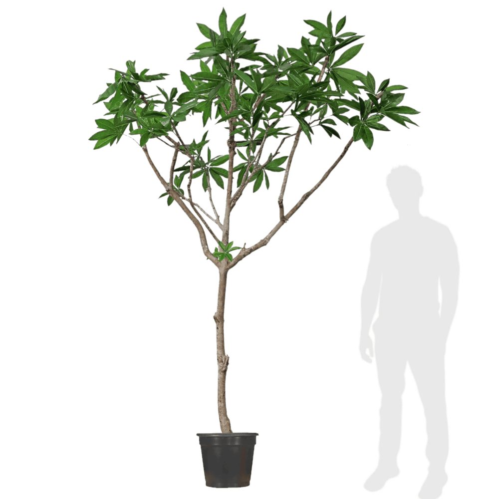 Pachira Aquatica Tree in Grow Pot - Hand Drilled on Natural Trunks - LDF SilkArtificial Flora