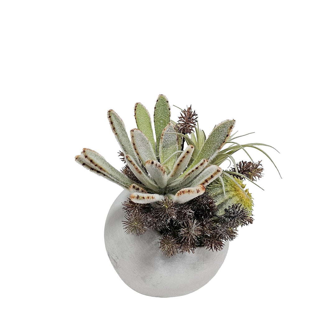 Panda Succulent, Cactus, Thisle and Tillandsia in Round Concrete 8.5"H - LDF Silk