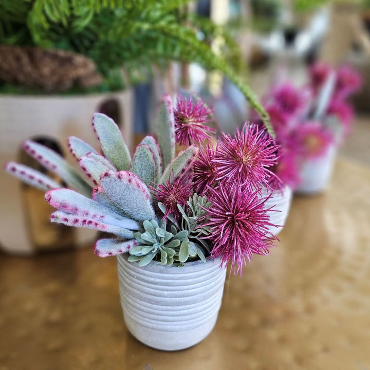 Panda Succulent with Spikey Balls in Textured Concrete 7.5"H - LDF Silk