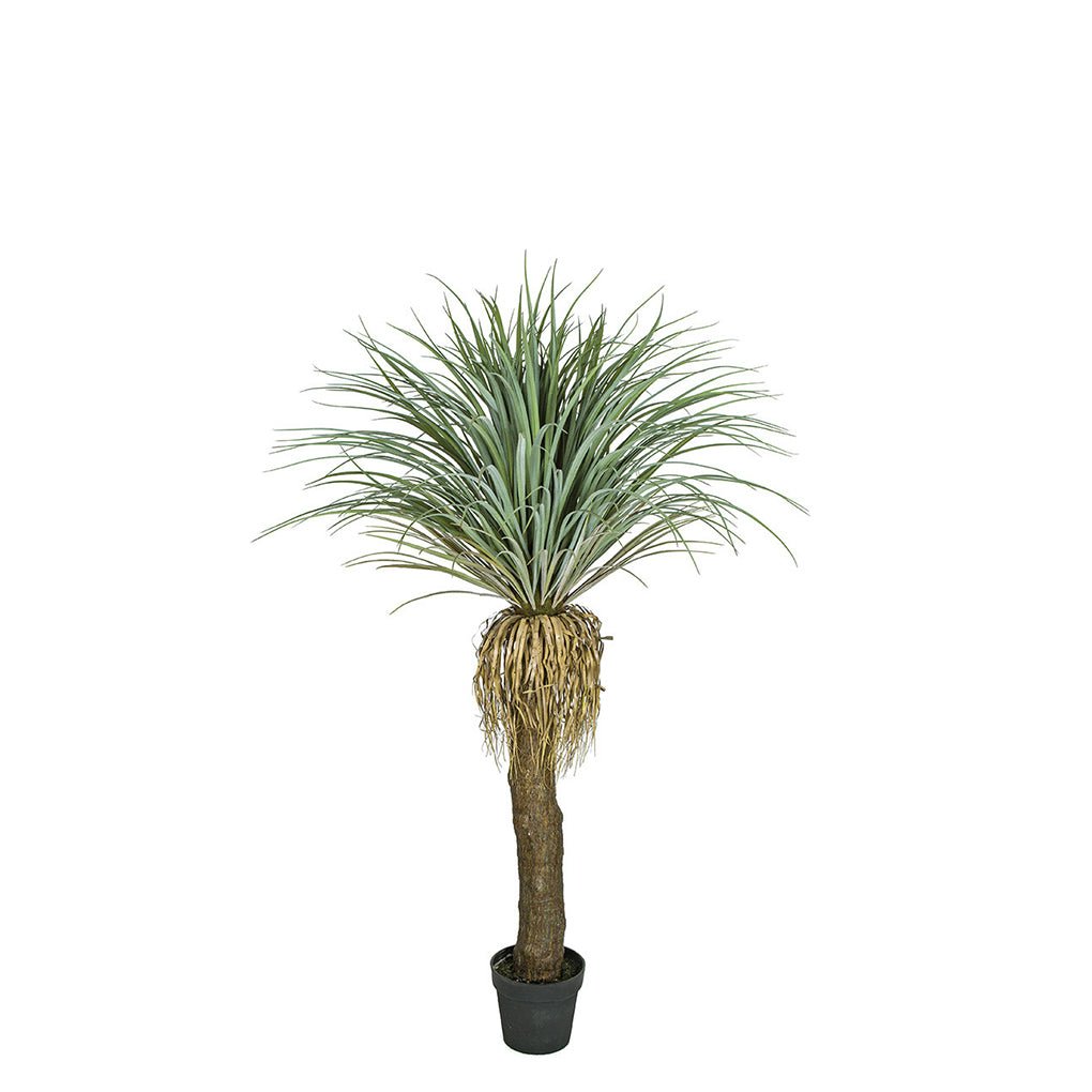 Pandanifolia Grass Tree in Grow Pot 63"H - LDF Silk